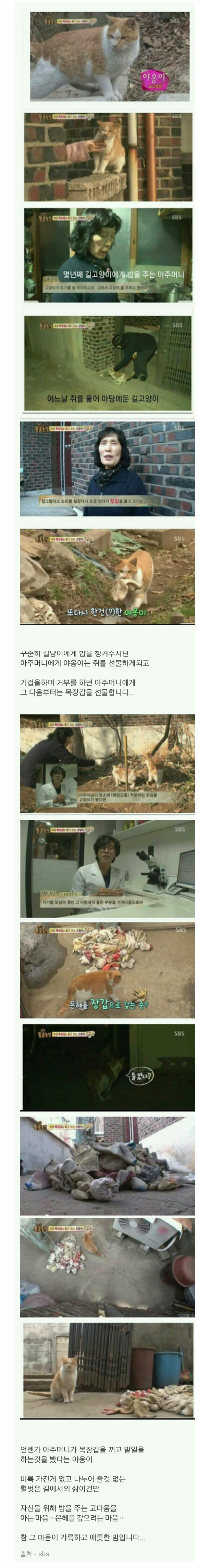 포맷변환_은혜를 아는 야옹이.jpg