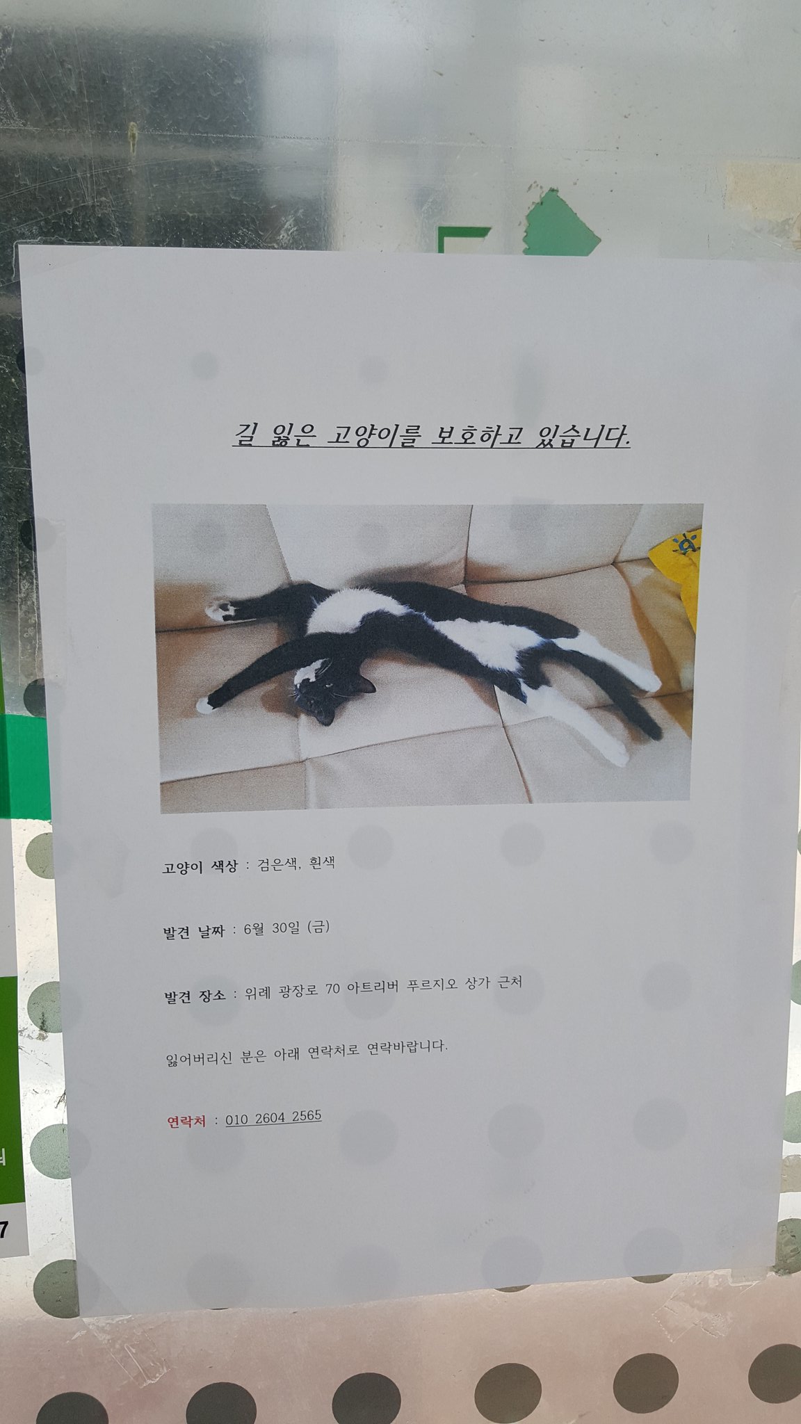 길잃은 고양이.jpg