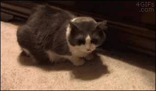 thief.gif