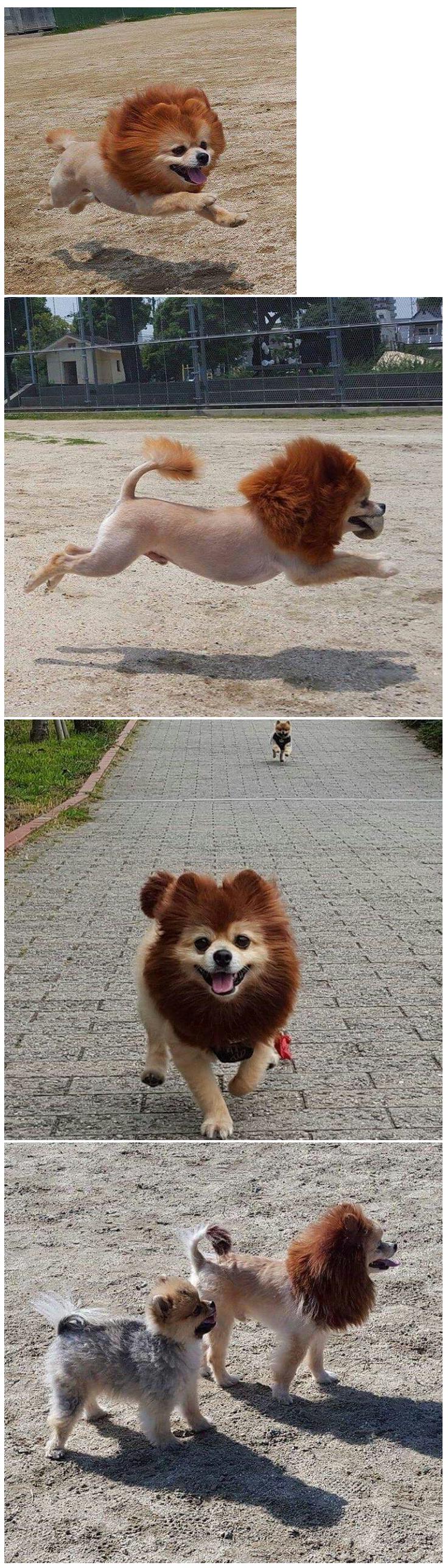 lion1.jpg