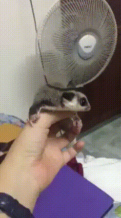 dd7a5628922b090a5c9f1494de0e2a3b.gif