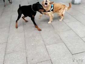 d813b48ccd11d4d894e0ba5feb598e19_NzMU82M3zecBW1HgNQ.gif