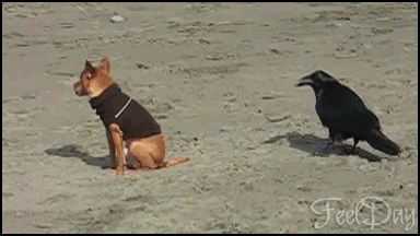 20150818_073401_-458925869.gif