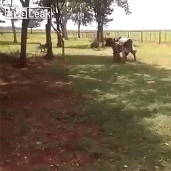 tumblr_njk0q4Xno11rc7zl1o2_400.gif
