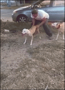 1445261659_놓아주개.gif