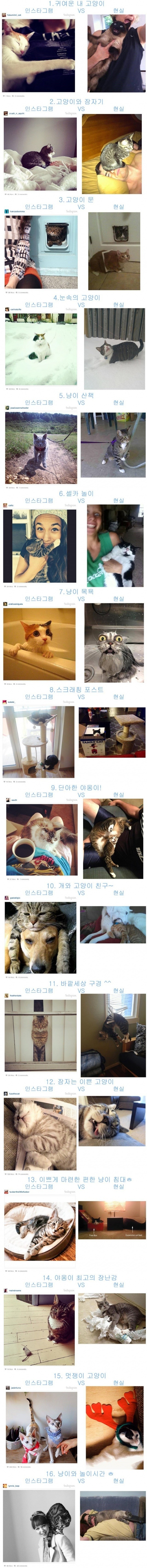 [SNS]고양이_키우기_인스타그램과_현실과의_차이.jpg
