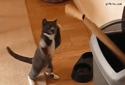 냥키.gif