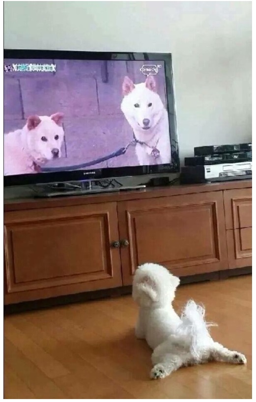 animal_farm.jpg