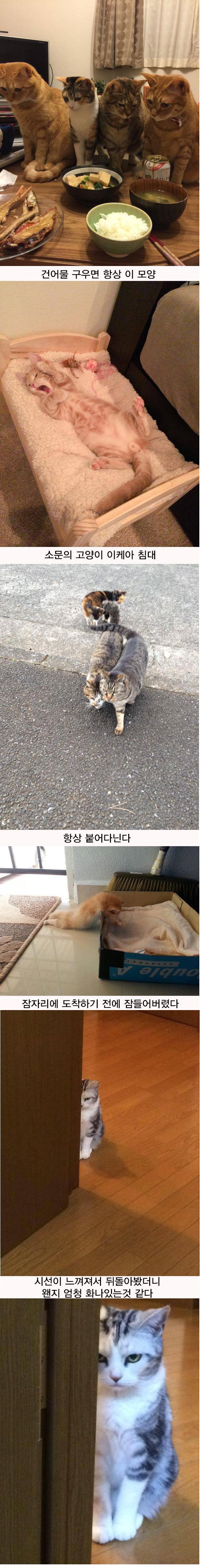 cat003.jpg