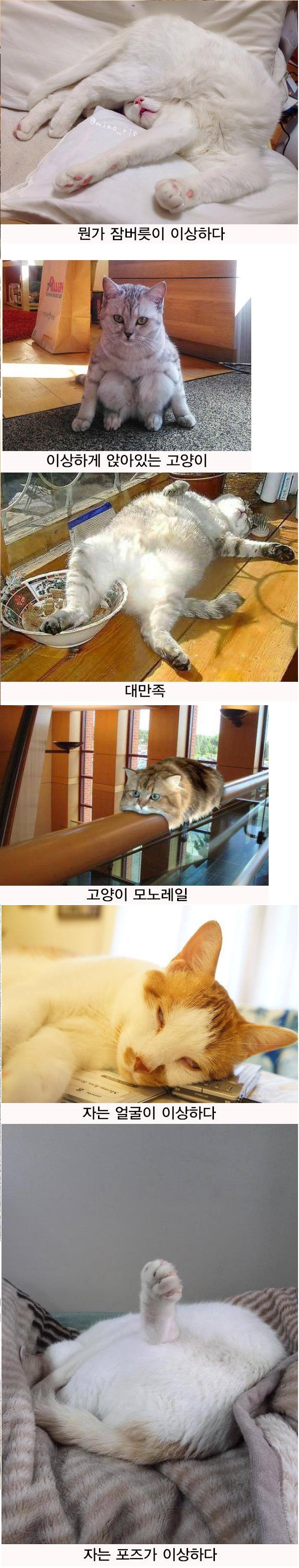 cat002.jpg