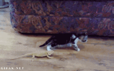 깜짝이야.gif