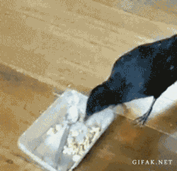 9d202156459a9347f185cdbdfbe5e518_rk9kdpUb.gif