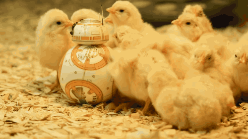 6b070bfbed8e569fe194c5f40a113bba_Z8Ng8DC7lPKZD5F8Kk2VooD7.gif