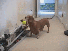 개부.gif