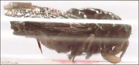 tumblr_no83r6BsPU1tlb56zo1_500.gif