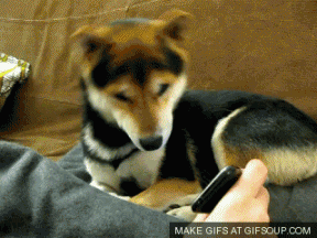 개궁금.gif
