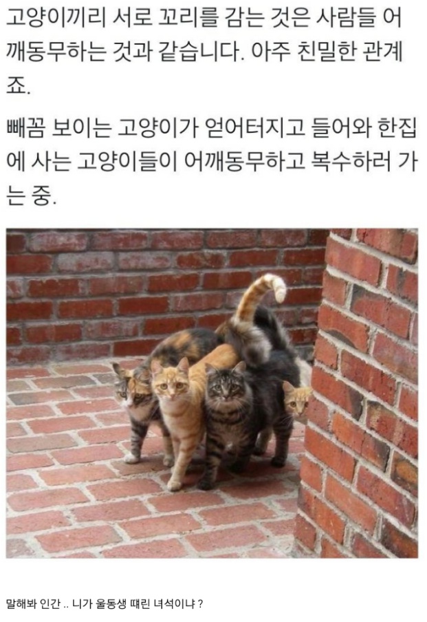 고냥이.jpg