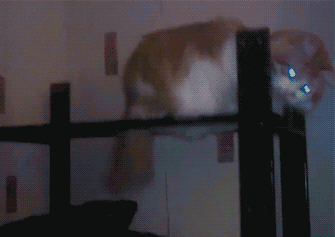 HQw56233ddf7a552_4CKZTBbcgdhNzNy.gif