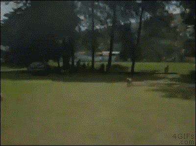 tumblr_nrgjwzIoqq1tlb56zo1_400.gif