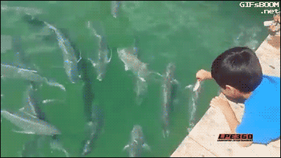 tumblr_nr4tylg8qm1s02vreo1_400.gif