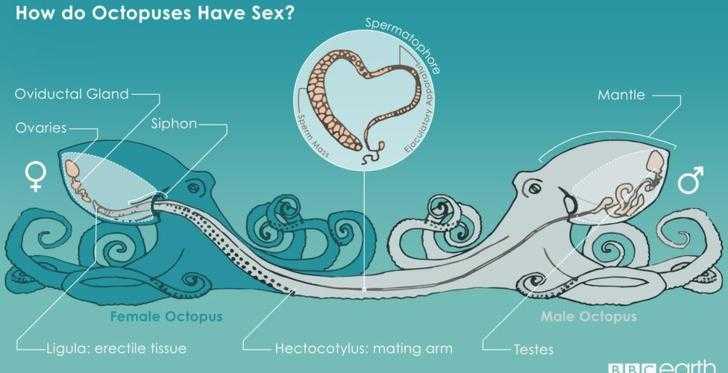 문어.jpg