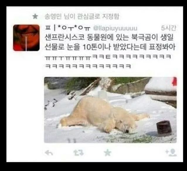 생일선물로 눈을 받은 북극곰1.jpg