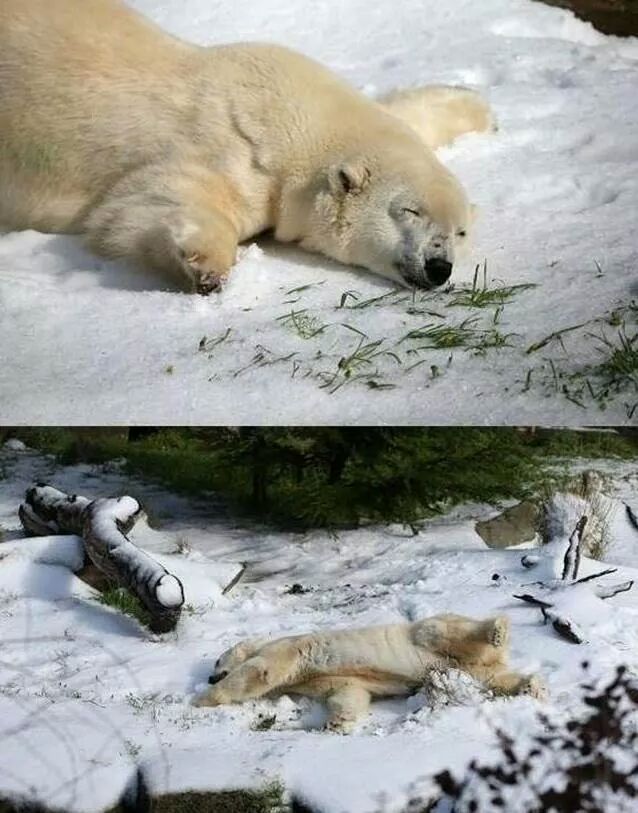 생일선물로 눈을 받은 북극곰2.jpg