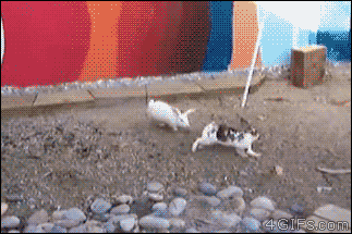tumblr_nilsqcQ9of1qdlh1io1_400.gif