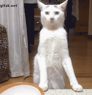 552e850967ec7ce3695316714d92dcba.gif