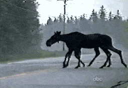 image.gif