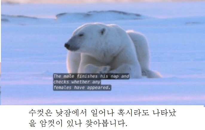 북극곰.jpg