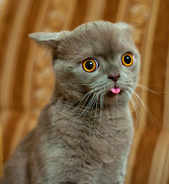 tumblr_n9hcjcwW7b1ta83ebo4_1280.jpg
