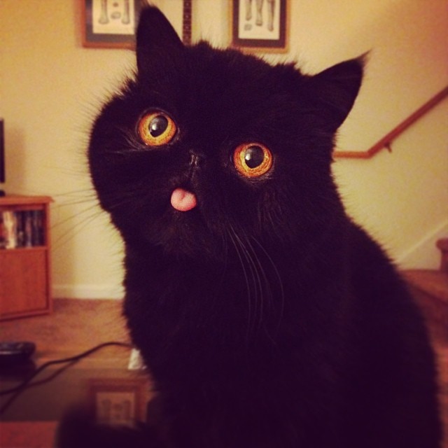 tumblr_n9hcjcwW7b1ta83ebo2_1280.jpg