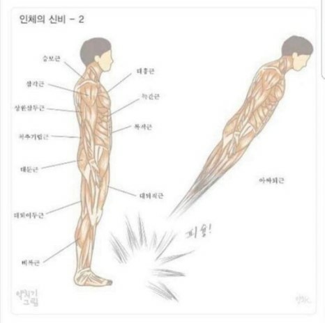 인체근육-2.jpg