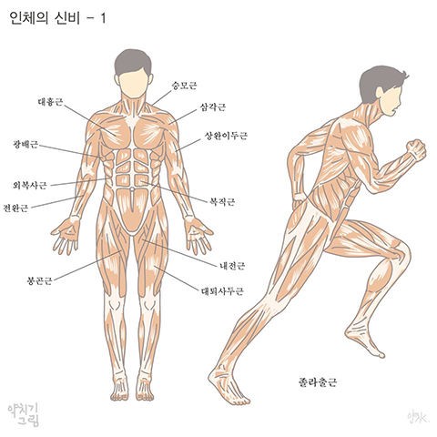 인체근육-1.jpg