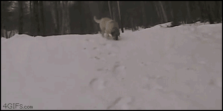 BgQ55dda935994c1_WgqANlFpNf.gif