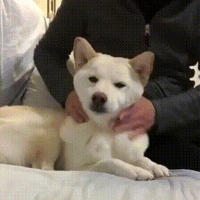 IMG_1622.GIF