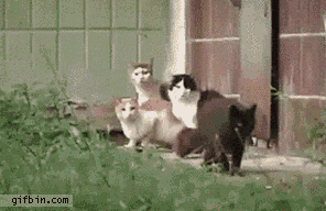 만랩쥐.gif