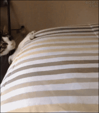 8b18a8a2dc6a6530f492672646a3511e_NtaCBzbOcc3.gif