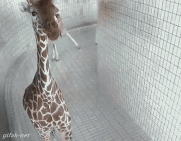 tumblr_nrjahhrwLV1s2yegdo1_400.gif