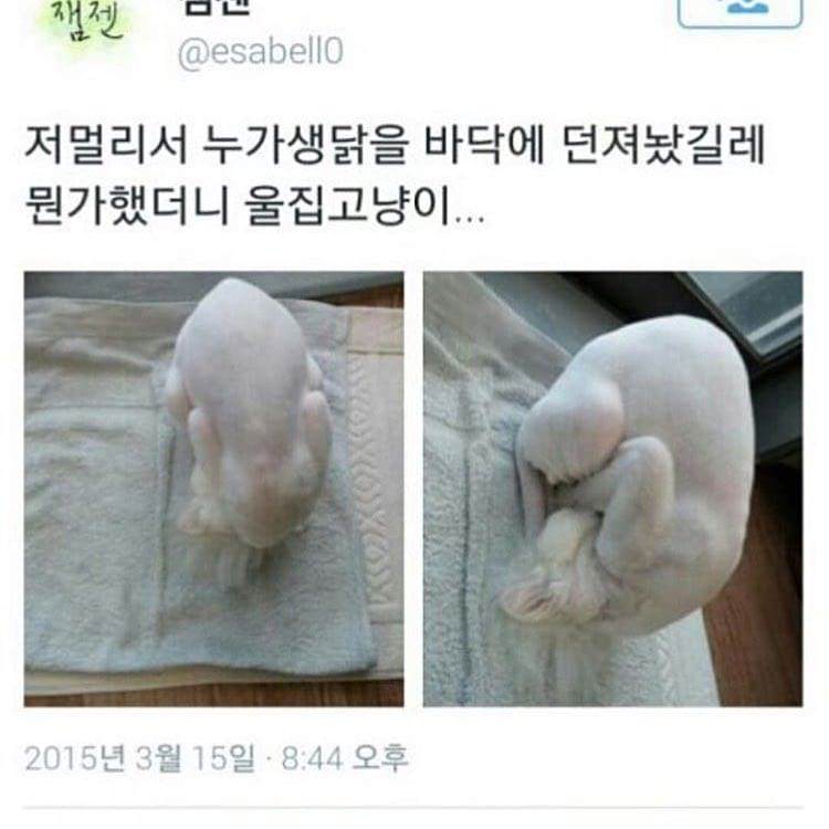 아니 누가 여기에다 생닭을.....jpg