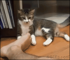 고양이돌연사.gif