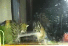 KakaoTalk_20170514_222335207.gif