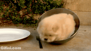 tumblr_n8k2fmx93Y1tv7yt8o1_400.gif