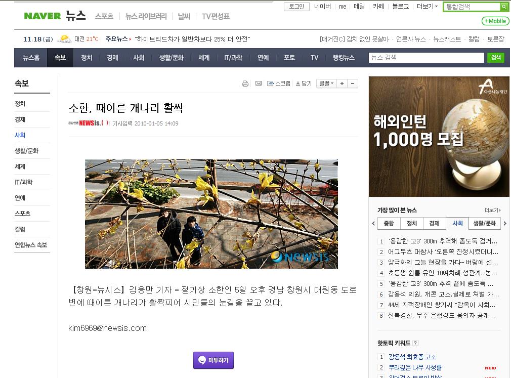 개나리.JPG