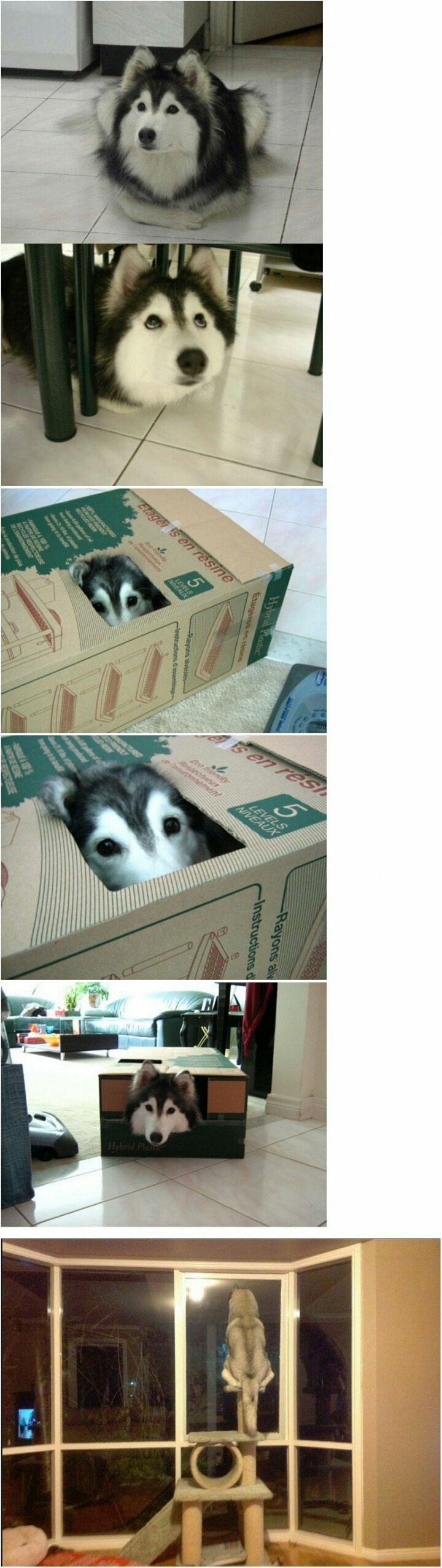 개냥이.jpg