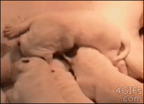 피티8번_개고수.gif