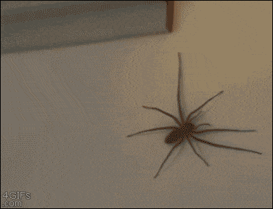 거미.gif