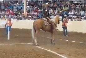 Bgw54ed3b9b2c57b.gif