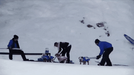 fbb10ba87bca5d739343f70413763a7b_OVSBRdLzgrgWp.gif